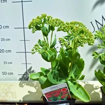 Sedum spectabile în fază de boboci în oferta noastră de august.