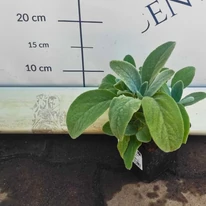 Plantă sănătoasă de Stachys byzantina la începutul lunii august în grădina noastră.