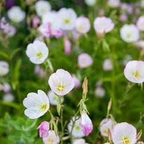 Oenothera speciosa - Primula de seară