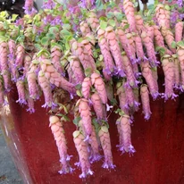 Înflorirea a Origanum Amethyst Falls într-un ghiveci.