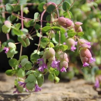 Aspectul inflorescenței atârnate, deosebite, a oregano decorativ Origanum Amethyst Falls.