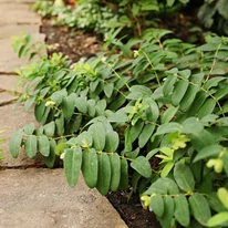 Ramurile plantei Hypericum calycinum se autoînrădăcinează. 