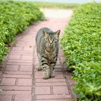 Pachysandra japoneză este o aelegere bună și ca plantă de margine lângă poteci de grădină. 