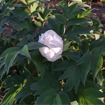 Florile și frunzele bujorului alb în pepiniera noastră.
