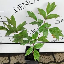 Aspectul bujorului arbustiv în luna mai în centrul nostru de grădinărit.