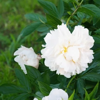 Florile parfumate ale bujorului decorează grădina pentru mult timp. 
