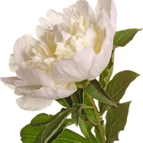Paeonia poate fi folosită și ca floare tăiată. 