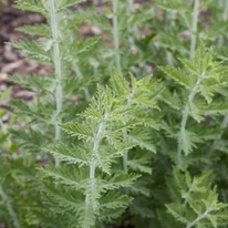 Salvia rusească are frunze deosebite.  