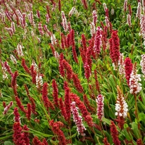 Persicaria este ideală și pentru acoperirea solului. 