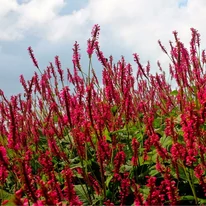 Persicaria înfloreste abundent în timpul verii. 