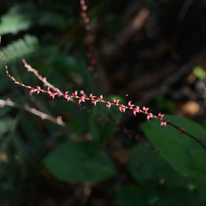 Persicaria filiformis