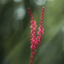 Persicaria filiformis