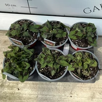 Persicaria filiformis