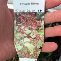 Persicaria filiformis