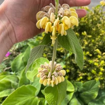 Pe tulpina florală a plantei Phlomis russeliana se află mai multe verticile florale.