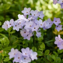 Brumărelele târâtoare Blue Ridge decorează la sfârșitul primăverii cu numeroase flori delicate, albastru-deschis.