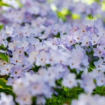 Cu Phlox stolonifera Blue Ridge, poți crea un adevărat covor de flori spectaculos în grădină.