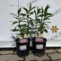Phlox paniculata Bright Eyes î nluna mai în pepiniera noastră. 
