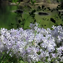 Phlox divaricata May Breeze decorează primăvara cu o abundență de flori delicate și parfumate.