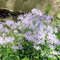 Înflorirea plantei perene Phlox divaricata May Breeze este abundentă la semiumbră.