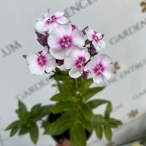 Phlox paniculata Europa în plină floare în pepiniera noastră.