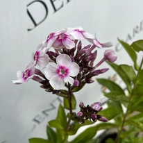 Inflorescența de Phlox paniculata Europa de aproape.