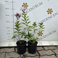 Plantele Phlox paniculata Europa din oferta noastră de iulie.