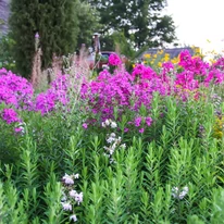 Phlox paniculata CS14 - Brumărele cu flori roz