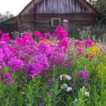 Phlox paniculata CS14 - Brumărele cu flori roz