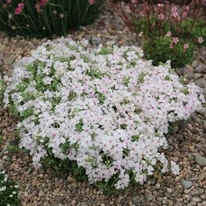 Phlox subulata formează o pernă de flori. 