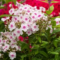 Phlox paniculata Europa în timpul înfloririi. 