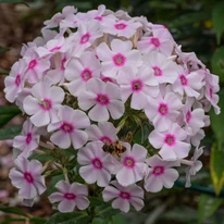 Phlox paniculata Europa atrage insectele polenizatoare. 