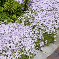 Phlox subulata funcționează excelent și ca plantă de bordură. 