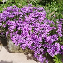 Phlox subulata se simte bine și într-un ghiveci. 
