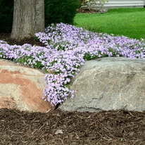 Din Phlox subulata se poate forma o pată de culoare minunată. 