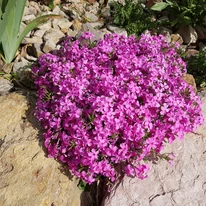 Phlox subulata - Brumărele roz