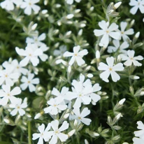 Florile albe ale brumărelui alb