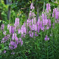 Răchița roz este o plantă perenă înaltă, minunată. 