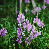 Physostegia virginiana decorează cu un aspect deosebit. 