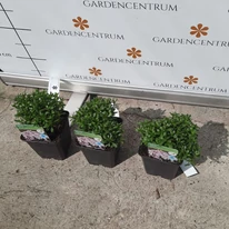 Frunzișul verde a lilicelului roz la începutul lunii septembrie. 