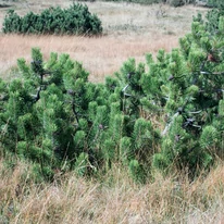 Pinus mugo în habitatul său natural.