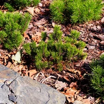 Pinus mugo plantat într-un strat de plante veșnic verzi.