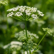 Inflorescența plantei perene Aegopodium podagraria. 