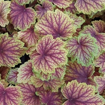Heuchera Red Lightening - Clopoțel galben