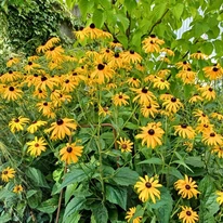 Rudbeckia fulgida în plină floare în luna august.