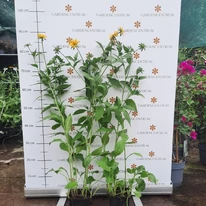Rudbeckia în luna iulie în pepiniera noastră. 