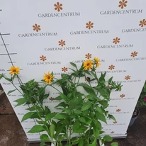 Rudbeckia la începutul înfloririi la Gardencentrum.net. 