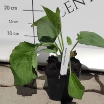 Frunzele plantei Rudbeckia fulgida în luna iulie.