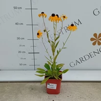 Rudbeckia fulgida în pepiniera noastră în luna august. 