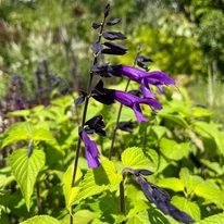 Salvia Amistad
